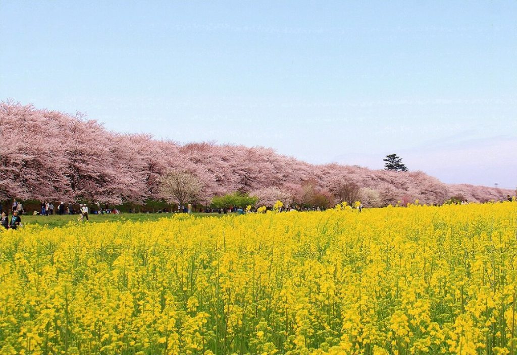 幸手権現堂桜堤の桜