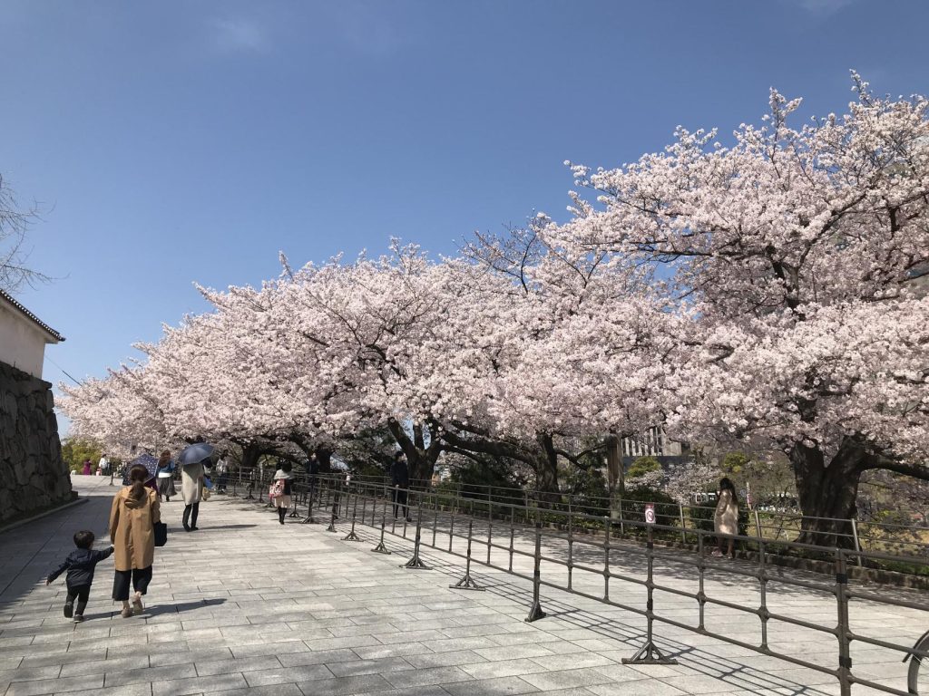 舞鶴公園の桜