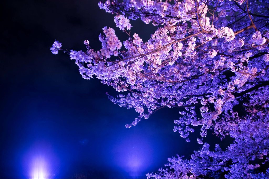 福岡 花見 質問